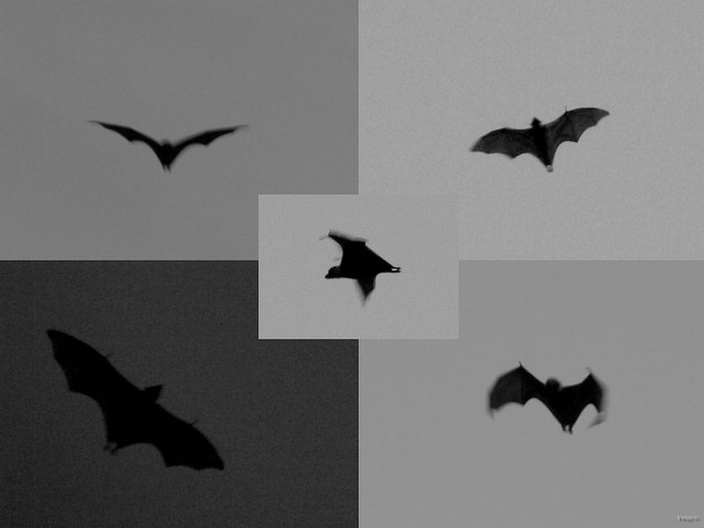 144- Chauves-souris roussettes ou renards volants en plein vol 